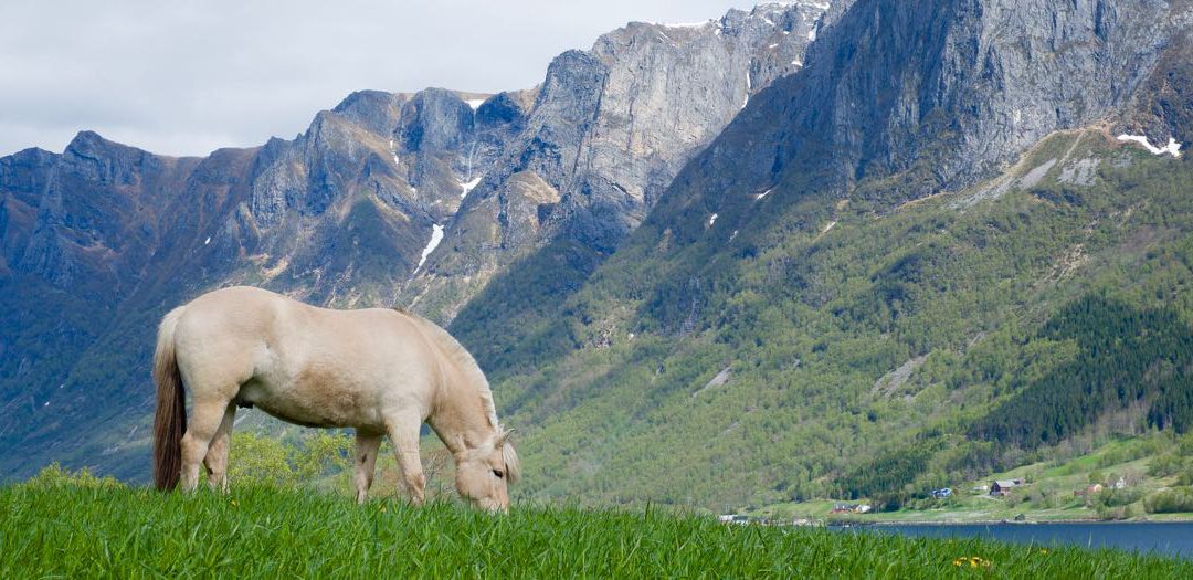 Eidså Lukas