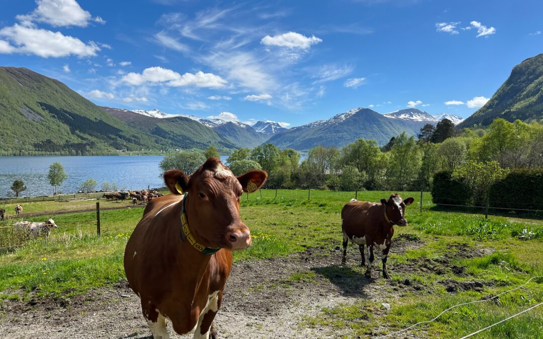 Rett utenfor fjøsdøra